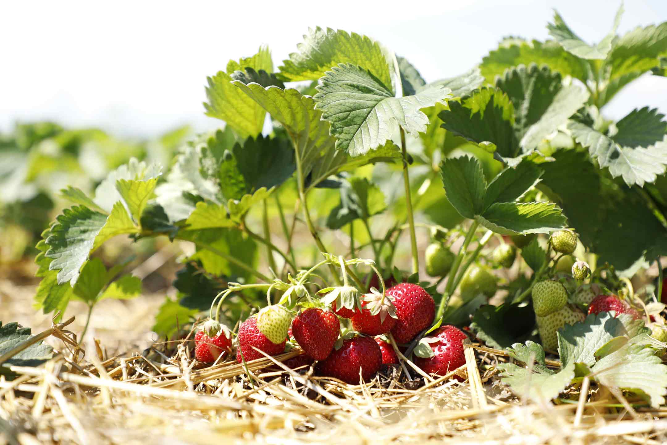 Erdbeeren, Spargel, Gemüse frisch vom Erzeuger Direktverkauf 4
